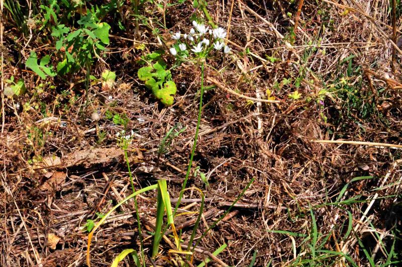 Allium subhirsutum / Aglio pelosetto